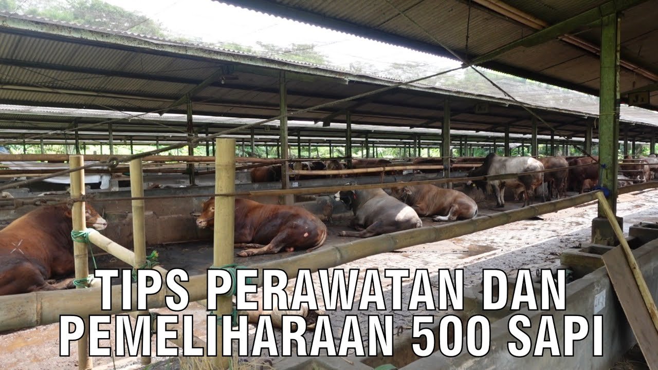 
                                 Tips-Perawatan-dan-Pemeliharaan-500-Sapi